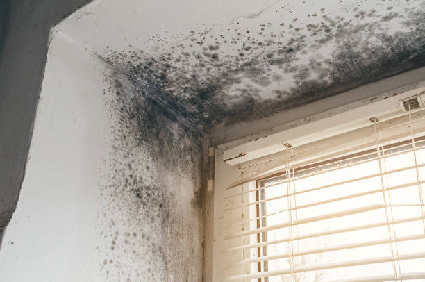 Affordable Hvac And Air Duct Mold Remediation solutions in Lexington, VA